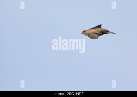 Primo-inverno Crag Martin (Ptyonoprogne rupestris) battenti in Svizzera. Foto Stock