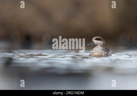 Maschio adulto in marmo (Teal marmaronetta angustirostris) svernamento in spagnolo zona umida. Nuotare in un lago la riserva naturale. Foto Stock