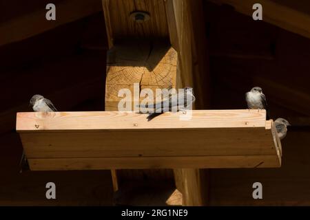 Primo-inverno Crag Martins (Ptyonoprogne rupestris) in appoggio sotto il tetto di una casa di grandi dimensioni in Svizzera. Foto Stock