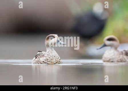 Coppia di alzavole in marmo (marmaronetta angustirostris) svernamento in spagnolo zona umida. Nuotare in un lago in una natura locale riserva. Foto Stock