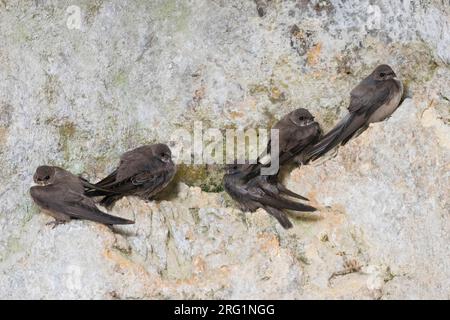 Adulto e di primo inverno Crag Martins (Ptyonoprogne rupestris) in appoggio su una parete di roccia in Spagna. Foto Stock