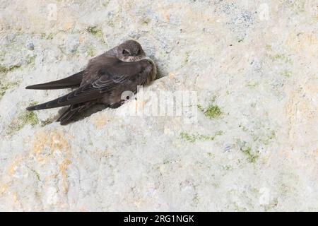 Primo-inverno Crag Martin (Ptyonoprogne rupestris) appoggiato su di una scogliera in Spagna. Foto Stock