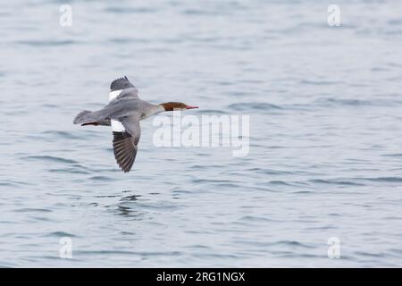 Femmina adulta smergo maggiore (Mergus merganser merganser) battenti fast bassa sopra l acqua in Germania. Mostra ali superiori. Foto Stock