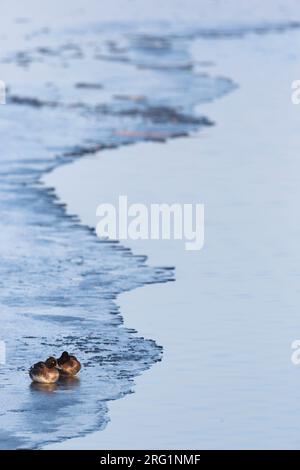 Due anatre Tufted (Aythya fuligula) che dormono su uno scudo di ghiaccio in un lago in Germania. Foto Stock