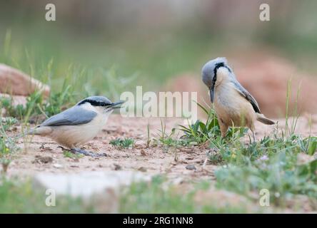 Nuthatch di roccia orientale (sitta tephronata tephronata) in Tagikistan. Adulto e giovane che mendica in piedi sulla terra. Foto Stock