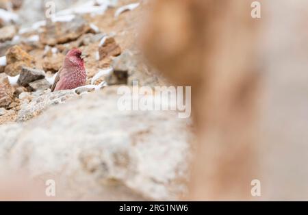 Great Rosefinch - Berggimpel - Cardodacus rubicilla diabolicus, Tagikistan, uomo adulto appollaiato su una roccia Foto Stock