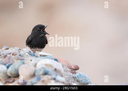 Pied Stonechat (Saxicola caprea ssp. Rossorum) Tagikistan, canto maschile adulto Foto Stock