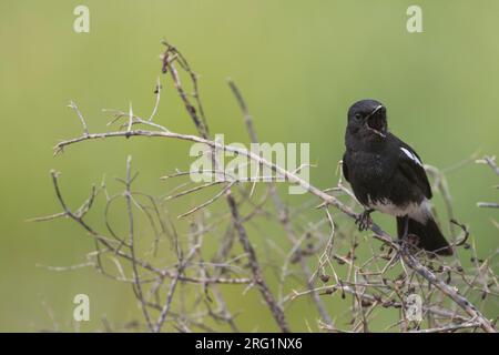 Pied Stonechat (Saxicola caprea ssp. Rossorum) Tagikistan, canto maschile adulto Foto Stock