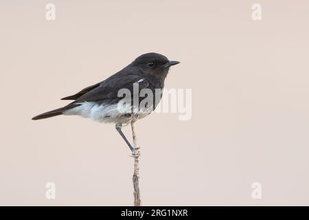 Pied Stonechat (Saxicola caprea ssp. Rossorum) Tagikistan, uomo adulto appollaiato su un ramo Foto Stock