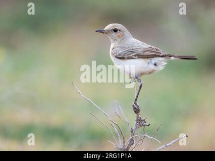 Finsch's Wheatear (Oenanthe finschii) femmina adulta arroccata su un ramo Foto Stock