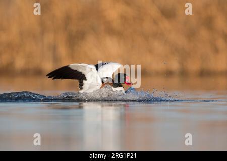 Shelduck comune (Tadorna tadorna) Spagna, adulta maschio sbarco in acqua Foto Stock