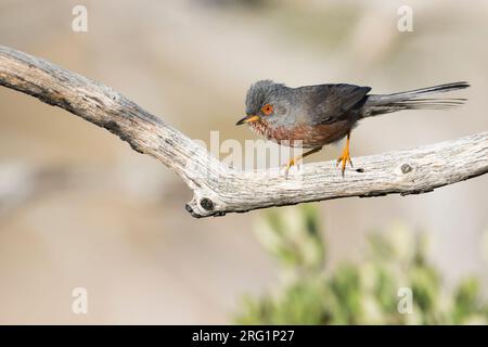 Dartford Warbler (Sylvia undata ssp. Undata) Francia, uomo adulto Foto Stock