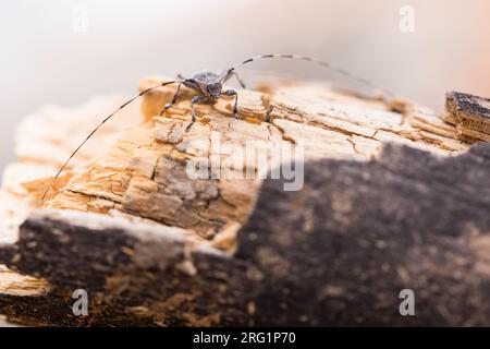 Immagine di un griseus di Acanthocinus in un bosco nella Russia orientale (Baikal). Si tratta di una specie di scarabeo di longhorn della sottofamiglia Lamiinae. Foto Stock