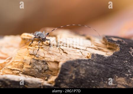 Immagine di un griseus di Acanthocinus in un bosco nella Russia orientale (Baikal). Si tratta di una specie di scarabeo di longhorn della sottofamiglia Lamiinae. Foto Stock