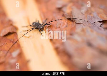 Immagine di un griseus di Acanthocinus in un bosco nella Russia orientale (Baikal). Si tratta di una specie di scarabeo di longhorn della sottofamiglia Lamiinae. Foto Stock