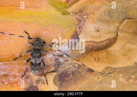 Immagine di un griseus di Acanthocinus in un bosco nella Russia orientale (Baikal). Si tratta di una specie di scarabeo di longhorn della sottofamiglia Lamiinae. Foto Stock