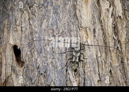 Città lungo-corno Beetle (Aeolesthes SAARTA) nella foresta in Tagikistan. Seduto sulla corteccia di un vecchio albero. Foto Stock