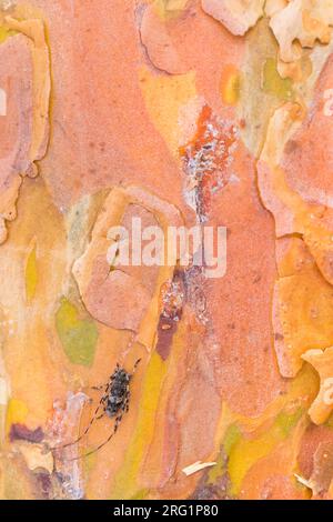 Immagine di un griseus di Acanthocinus in un bosco nella Russia orientale (Baikal). Si tratta di una specie di scarabeo di longhorn della sottofamiglia Lamiinae. Foto Stock