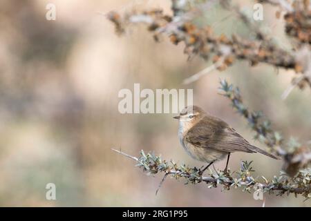 Montagna Chiffchaff (Phylloscopus sidianus ssp. Sidianus) adulto arroccato su un ramo Foto Stock