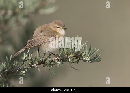 Montagna Chiffchaff (Phylloscopus sidianus ssp. Sidianus) adulto arroccato su un ramo Foto Stock