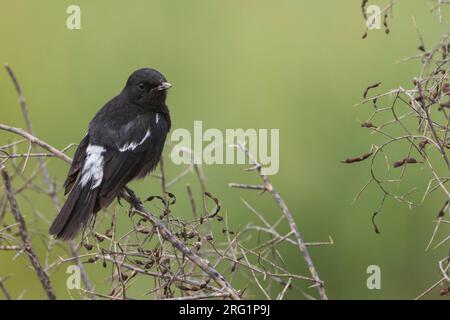 Pied Stonechat (Saxicola caprea rossorum), Tagikistan, uomo adulto appollaiato in un cespuglio Foto Stock