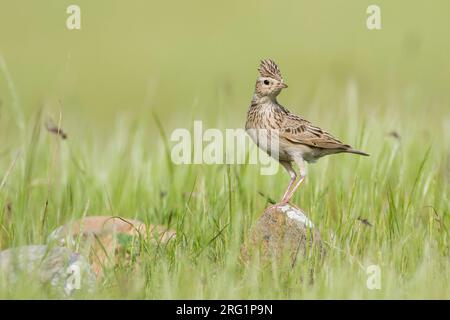 Oriental Skylark (Alauda gulgula incospicua) arroccato in alto gras Foto Stock