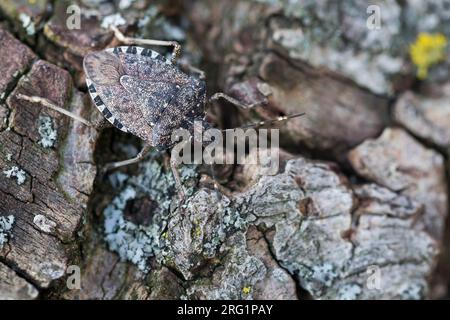 Halyomorpha halys - insetto marmorato marrone puzzolente - Marmorierte Baumwanze, Germania, imago Foto Stock