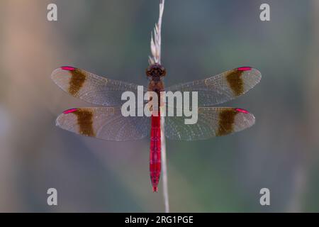Sympetrum pedemontanum - Banded Darter - Gebänderte Heidelibelle, Germania (Baden-Württemberg), imago, maschio Foto Stock