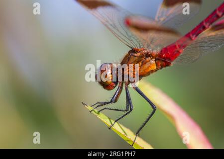 Sympetrum pedemontanum - Banded Darter - Gebänderte Heidelibelle, Germania (Baden-Württemberg), imago, maschio Foto Stock