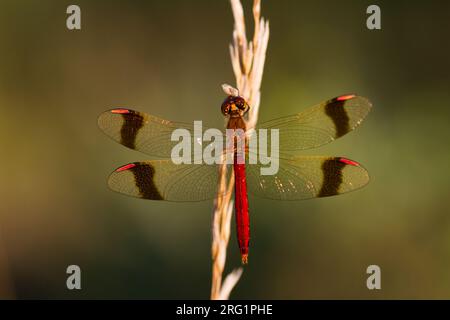 Sympetrum pedemontanum - Banded Darter - Gebänderte Heidelibelle, Germania (Baden-Württemberg), imago, maschio Foto Stock