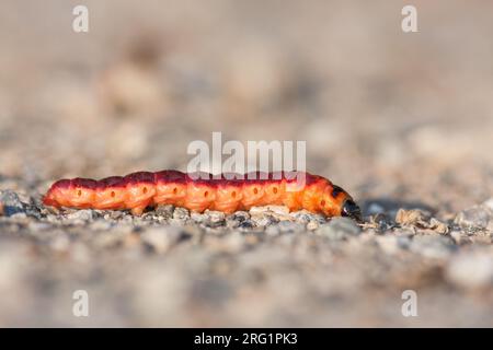 Cossus cossus - di capra Moth - Weidenbohrer, Germania (Baden-Württemberg), larva Foto Stock