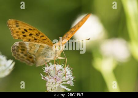 Argynnis paphia - fritillario lavato d'argento - Kaisermantel, Italia, imago, maschio Foto Stock