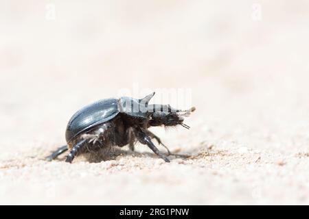 Typhaeus typhoeus - Minotaur Beetle - Stierkäfer, Germania (Baden-Württemberg), imago Foto Stock