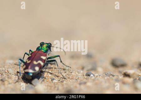 Cicindela nitida, Russia (Baikal), imago Foto Stock