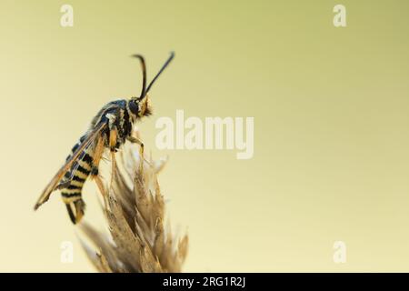 Bembecia ichneumoniformis - clearwing a sei cinture - Hornklee-Glasflügler, Italia, imago Foto Stock