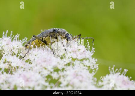 Lepturobosca virens - Dichtbehaarter Halsbock, Austria, imago Foto Stock