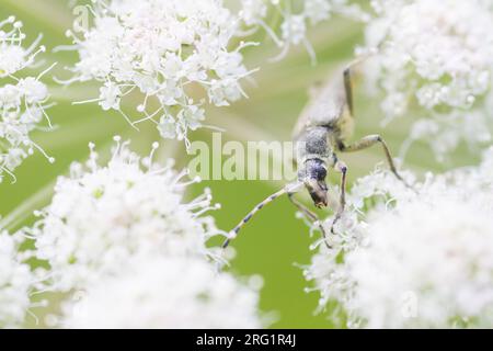 Lepturobosca virens - Dichtbehaarter Halsbock, Austria, imago Foto Stock