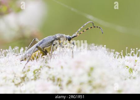 Lepturobosca virens - Dichtbehaarter Halsbock, Austria, imago Foto Stock