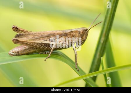 Chorthippus dorsatus - Steppe Grasshopper - Wiesengrashüpfer, Germania (Baden-Württemberg), imago Foto Stock