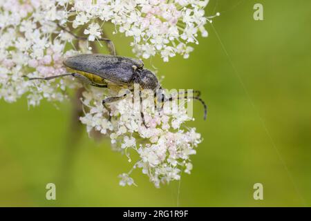 Lepturobosca virens - Dichtbehaarter Halsbock, Austria, imago Foto Stock