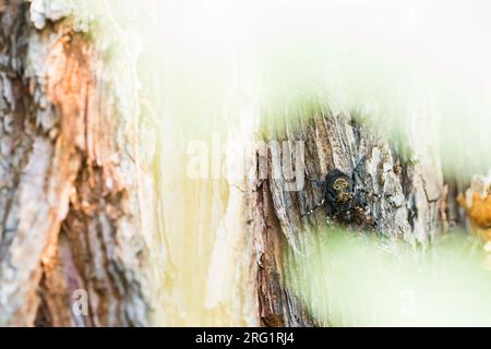 Decessi-testa Hawk Moth - Totenkopfschwärmer - Acherontia atropo, Germania, imago Foto Stock