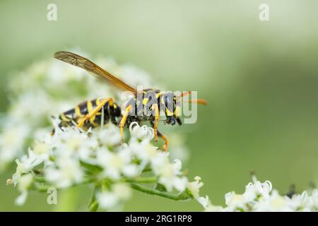 Polistes dominula - vespa di carta europea - Gallische Feldwespe, Germania (Baden-Württemberg), imago Foto Stock