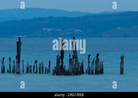 Grande Cormorano comune - Cormorano - Phalacrocorax carbo ssp. Sinensis, Svizzera Foto Stock