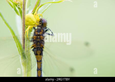 Misumena vatia - ragno di granchio di Goldenrod - Veränderliche Krabbenspinne Foto Stock
