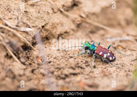 Cicindela nitida, Russia (Baikal), imago Foto Stock