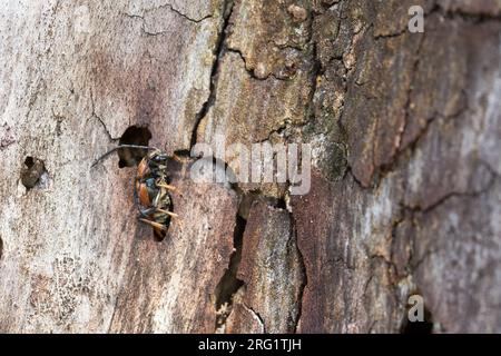 Leptura rubra - Red-Brown Longhorn Beetle - Rothalsbock, Italia, imago, femmina Foto Stock