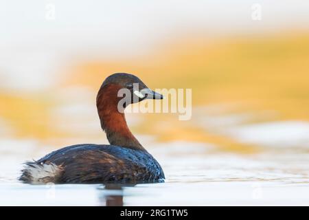 Piccola Grebe (Tachybaptus ruficollis ruficollis) che nuota in un lago in Austria (Vorarlberg). Foto Stock