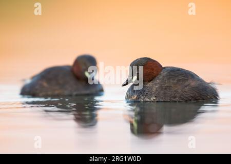Coppia di piccoli Grebes (Tachybaptus ruficollis ruficollis) che nuotano in un lago in Austria (Vorarlberg). Foto Stock