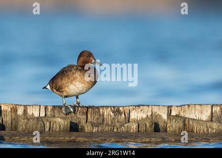 Primo inverno femmina Ferruginous Duck (Aythya nyroca) in Germania. Foto Stock