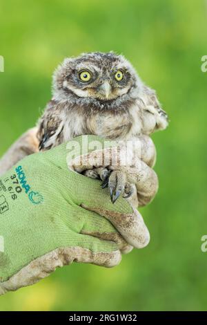 Piccolo gufo (Athene noctua noctua), pulcino in Germania (Baden-Württemberg). Nascendo nella mano mentre squilla. Foto Stock